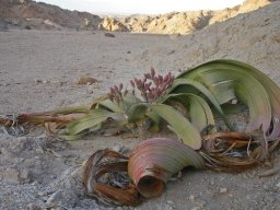 Welwitschia mirabilis, ancient pioneer ready for new followers